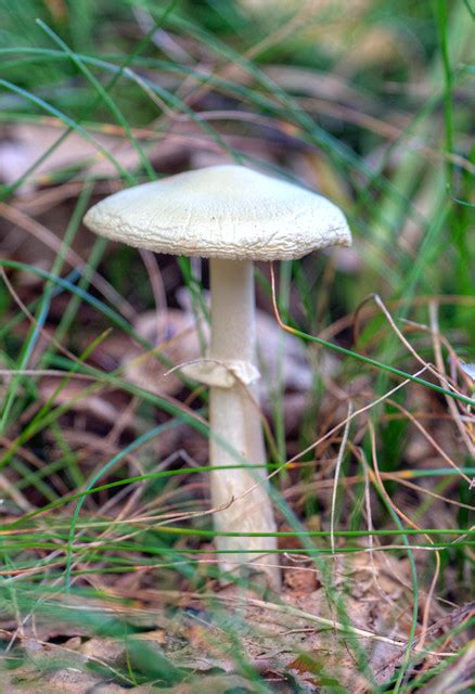 Death Cap (Amanita phalloides) | Flickr - Photo Sharing!