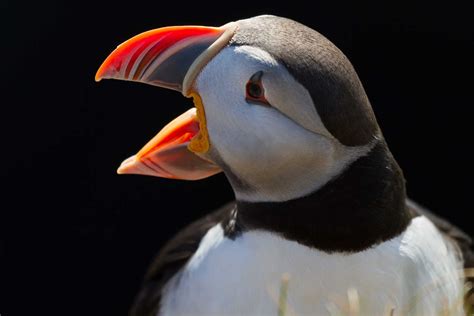 Puffin – The bird that has become synonymous with Iceland - Icelandic Times