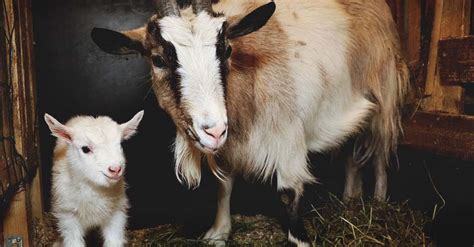 Suckling and the Vital Importance of Colostrum for Goat Kids