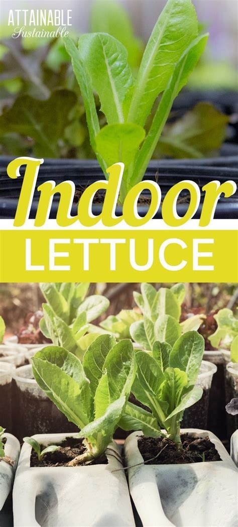 Try your hand at an indoor winter garden! You can have fresh salad greens year round by growing ...