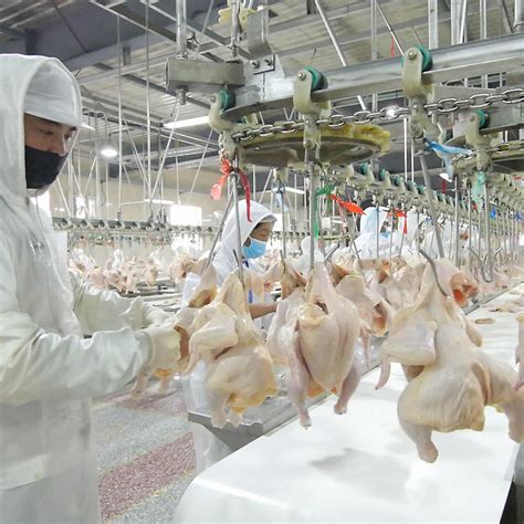 500bph-8000bph Chicken Slaughterhouse Poultry Abattoir Slaughter ...