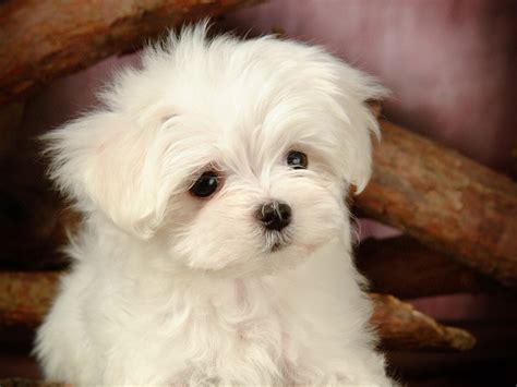 Lovely Little White Fluffy Puppy wallpaper 39-1600x1200 Download | 10wallpaper.com