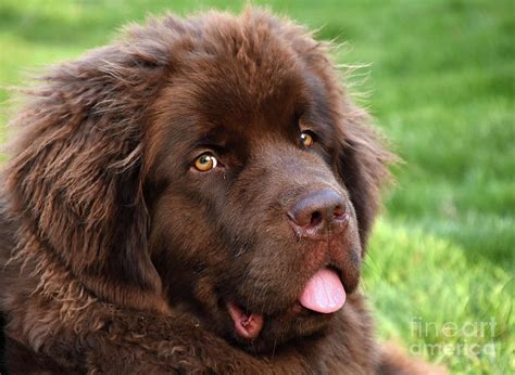 Beautiful Fluffy Faced Sweet Brown Newfoundland Dog Photograph by ...