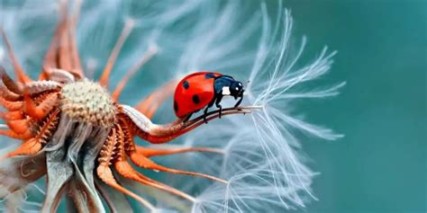 Top 10 Tips and Tricks For Awesome Macro Photography