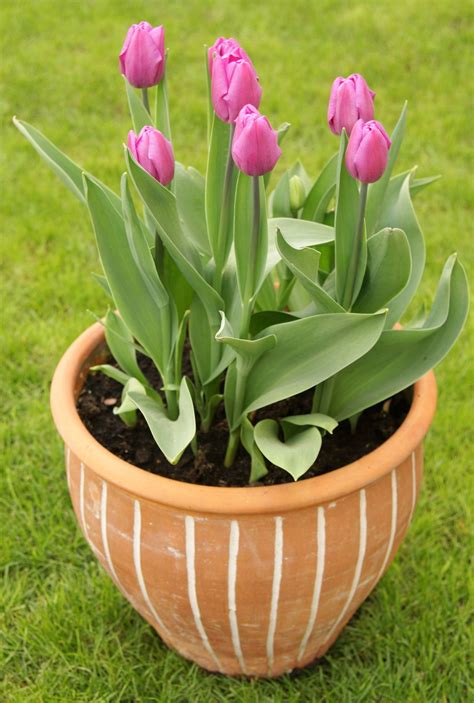 Pink Tulips | Planting tulips, Tulips garden, Tulip bulbs