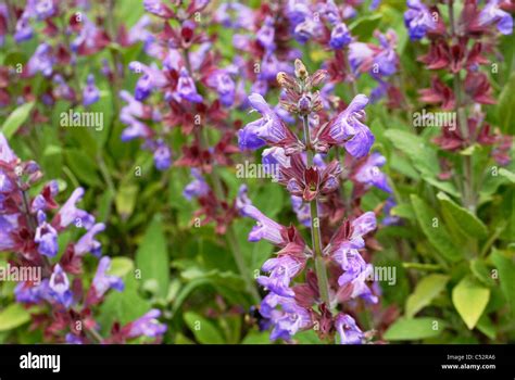 Salvia officinalis, Sage flowers Stock Photo - Alamy