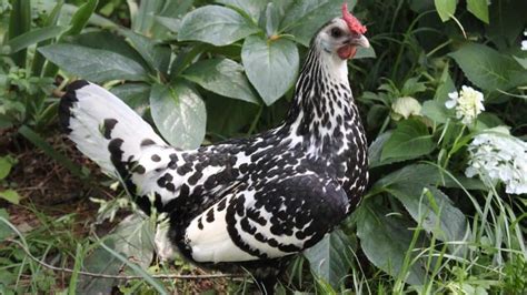 Hamburg Chicken: Eggs, Height, Size and Raising Tips