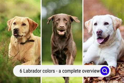 6 Labrador Colors: A Complete Overview (With Pictures And Rare Colors) - Oodle Life