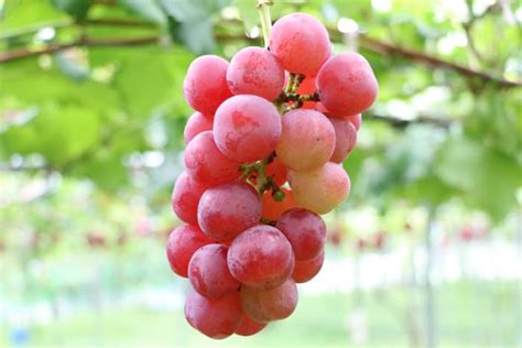 Authentic Ruby Roman Grapes 5 stratified Seeds Easy to Grow Plant, Top ...