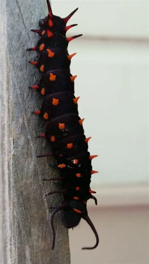 38 Orange and Black Caterpillars (Pictures And Identification)