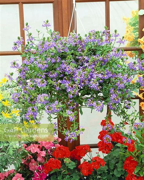 SCAEVOLA HANGING BAS... stock photo by Nova Photo Graphik, Image: 0957097