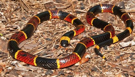 How to Identify Red & Black Striped Snakes | Sciencing