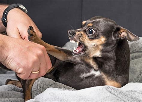 How To Deal With Dogs That Bite - Amountaffect17