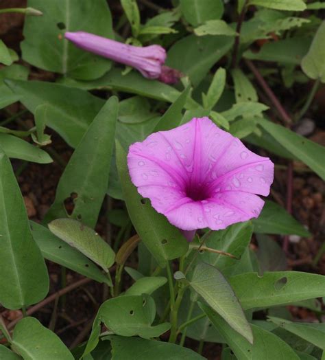 Flora of Zimbabwe: Species information: individual images: Ipomoea ...