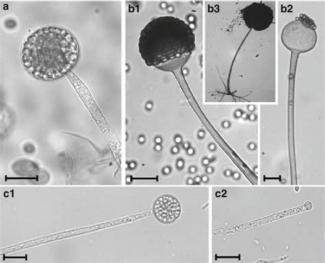 2 Light microscopic images of asexual reproductive structures of... | Download Scientific Diagram