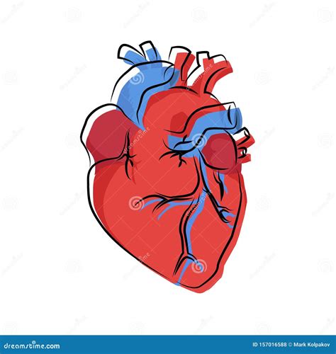 Illustration De L'organe Cardiaque Humain Avec Contour DÃ©calÃ ...