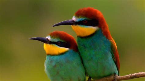 Bee-eater | bird | Britannica.com