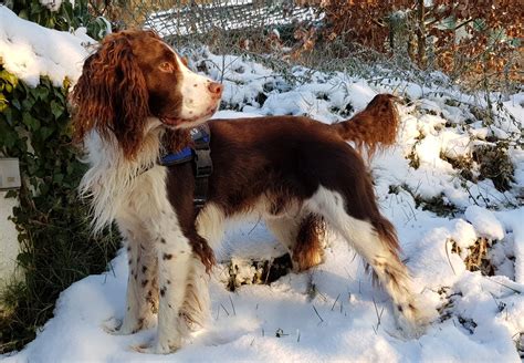 Originally a hunting Breed. Tim our English Springer Spaniel loves his job! Probably one of the ...