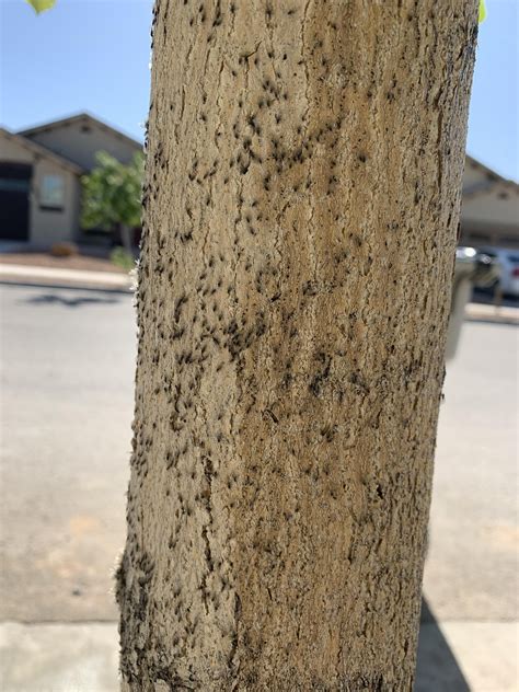 Can someone help identify these bugs on my cottonwood tree? West Texas. #gardening #garden #DIY ...