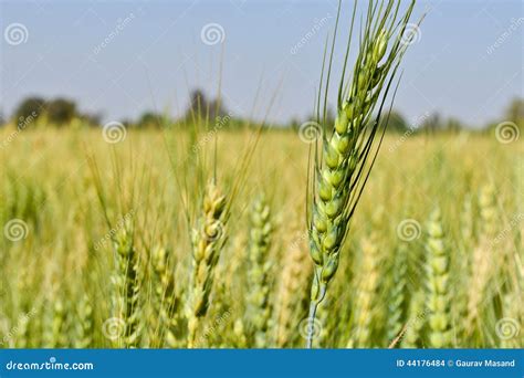 Wheat Of India, Green Wheat Growing On Land Of India Top View ...