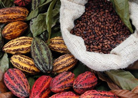 Cocoa beans from Ghana risks being banned on the EU market - Report ...