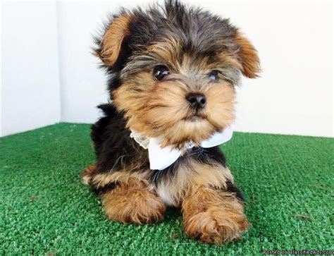 Yorkie Puppies For Adoption In Oregon : Extremely cute teacup yorkie ...