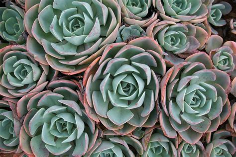 Teal and pink succulents HD wallpaper | Wallpaper Flare