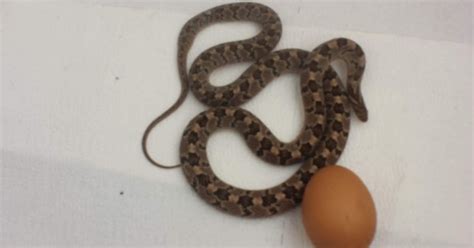 Egg-eating Snakes