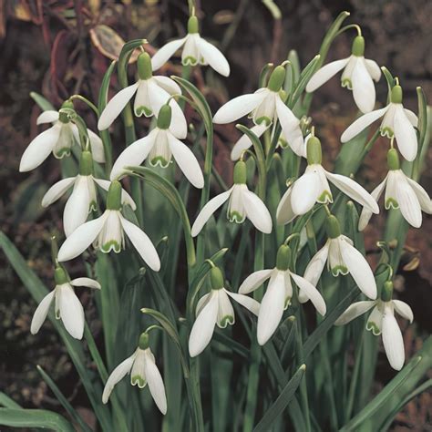 Galanthus Nivalis - Snowdrops Bulbs | Buy Online | Boston Bulbs