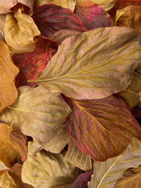 Pacific Dogwood Leaves, Yosemite Np Photograph by Eastcott Momatiuk ...