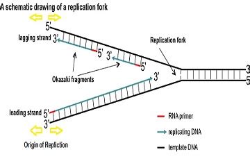 Draw a DNA replication process in a eukaryotic cell. On your drawing ...