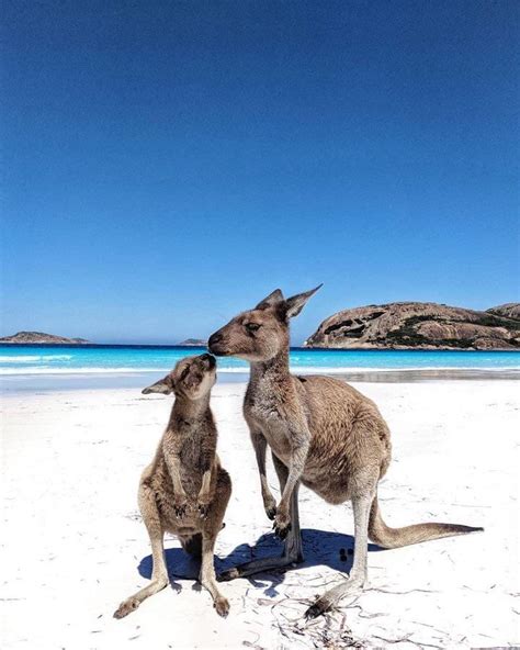 Kangaroo Kisses : r/pics