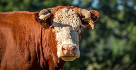 Use recommended dehorning practices for cattle | Oklahoma State University