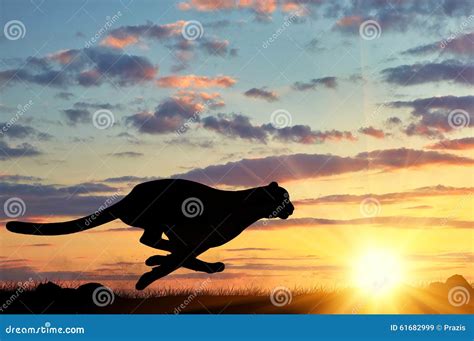 Running Cheetah Silhouette Stock Photo - Image: 61682999