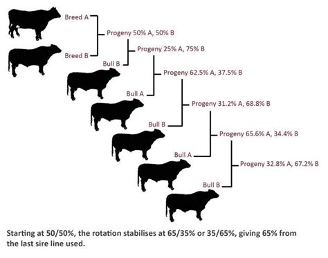 Rotational cross | Cattle ranching, Beef cattle, Cattle