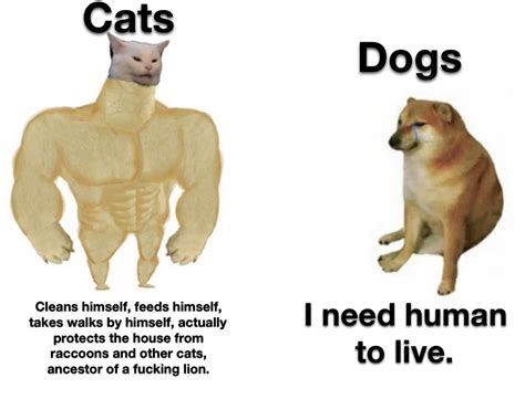 This post was made by the cat gang. : r/memes