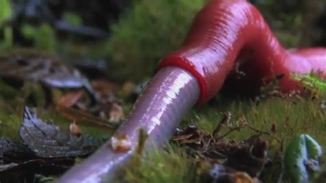 Kinabalu giant red leech - Alchetron, the free social encyclopedia