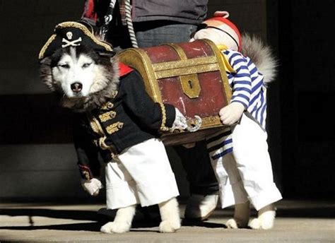 Arrgghh pirate dog costume | t3hwin.com