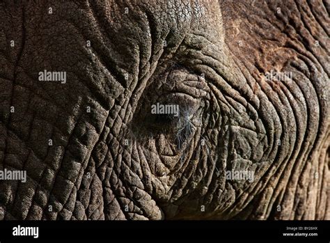 Close-up of an African elephant s eye and eyelashes in the Salient of the Aberdare National Park ...