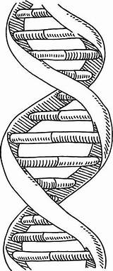 Dna Double Helix Coloring Worksheet Sketch Page sketch template