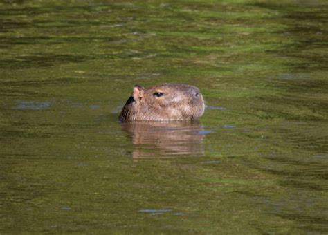 150+ Capybara Teeth Stock Photos, Pictures & Royalty-Free Images - iStock