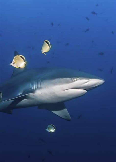 17 Galapagos Shark Facts (Diet, Size, Attacks, Range) | Storyteller Travel