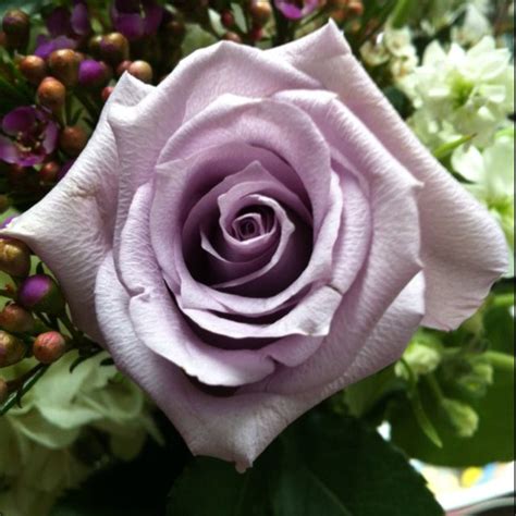 Ocean Song Lavender Rose | Rose varieties, Table arrangements wedding, Rose