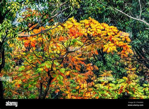 Orange Fall Leaves Autumn Furuichi kofungun Burial Mound Habikino Osaka ...