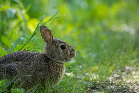 Can Rabbits Swim? A Safe Bunny Swim Guide | Animal Hearted — Animal Hearted Apparel