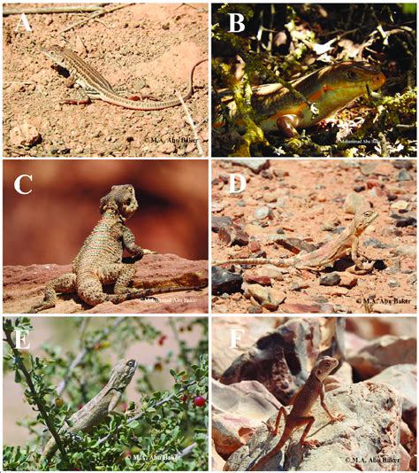 Six of the lizards included in the study in their natural habitats in... | Download Scientific ...