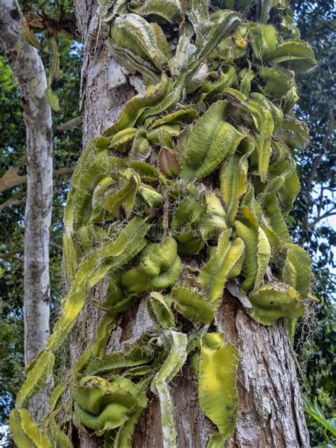 Cactus plant in Guatemala stock photo. Image of green - 2235944