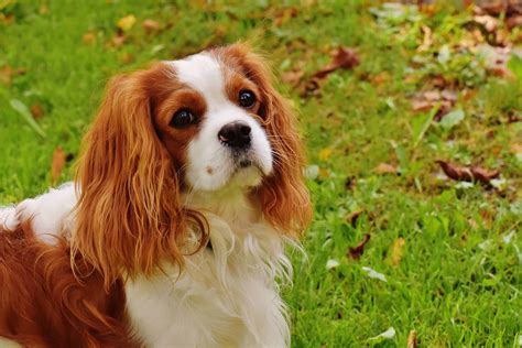 Should you get a Cavalier King Charles Spaniel Rescue Dog? - spanielking