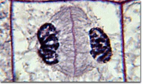 Anaphase Under Microscope