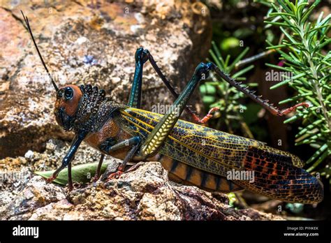 Giant grasshopper (Tropidacris cristata) insect macro image taken in Panama Stock Photo - Alamy